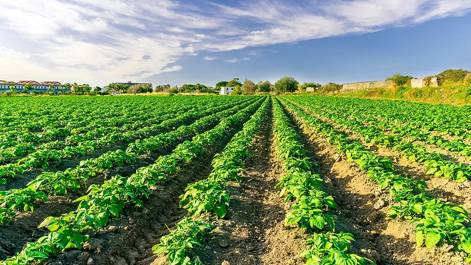 Breaking: Warning over weather that may lead to potato blight Image
