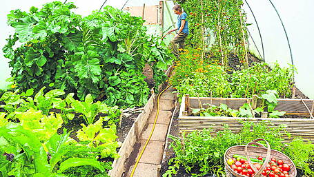 Decision time arrives in the garden Image