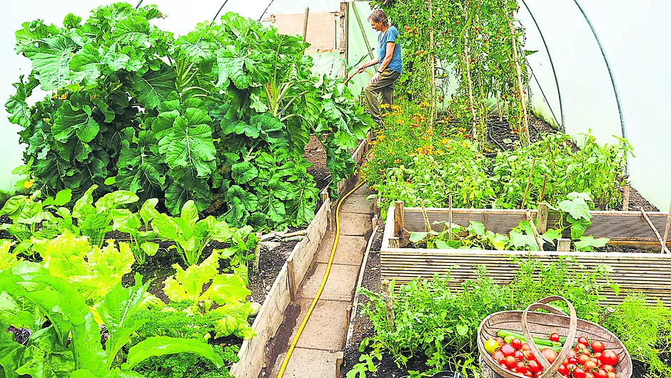 Decision time arrives in the garden Image