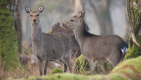 Wild deer 'management units' are on the way to West Cork Image