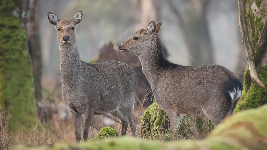 Wild deer 'management units' are on the way to West Cork Image