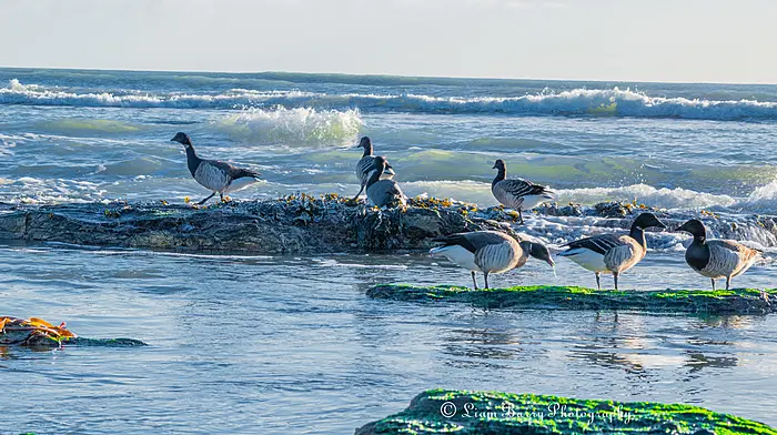 Reader's Picture of the Week Image