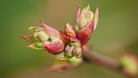 GARDENING: Garden's hardiest plants show spring signs Image