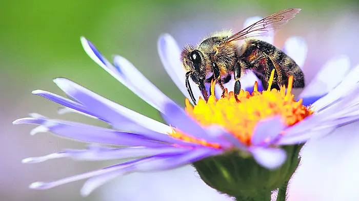 What now for the bees and farmers? Image
