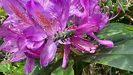 WILDLIFE: Are invasive alien species a cause for concern? Image