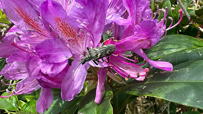 WILDLIFE: Are invasive alien species a cause for concern? Image