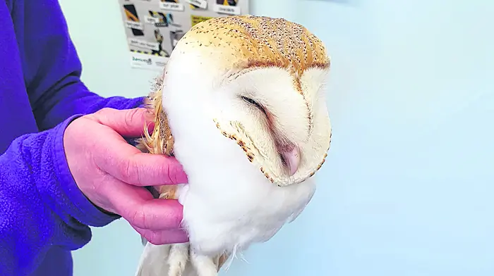 Owl be seeing you: beautiful bird is safely back in the wild Image