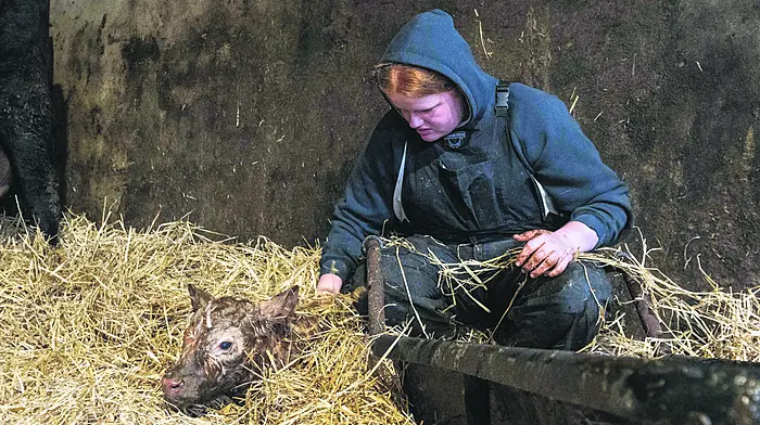 Calving season brings new life and new challenges to farms Image