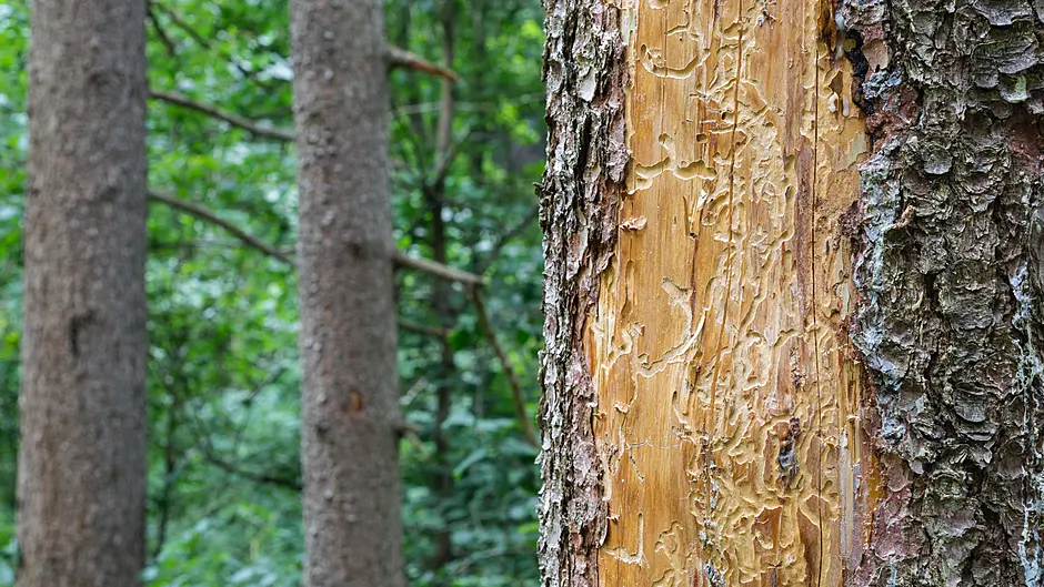 New restrictions on imported spruce in bid to keep pest out Image