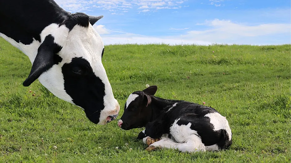 Boost for dairy farmers from new nitrates estimates research Image