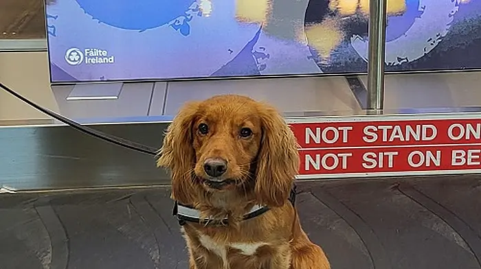 Detector dog Rua helps Revenue seize 7.3m cigarettes at Port of Cork Image