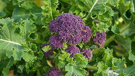 GARDENING: Garden is longing for a sunny stretch Image