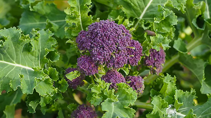 GARDENING: Garden is longing for a sunny stretch Image