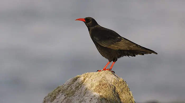 Clonakilty and Mizen Head ‘Nestflix’ chick-flicks set to be a real gripper Image