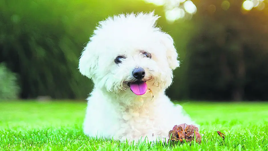 Owner ‘distressed’ after bichon frise killed by pitbull on Bandon street Image
