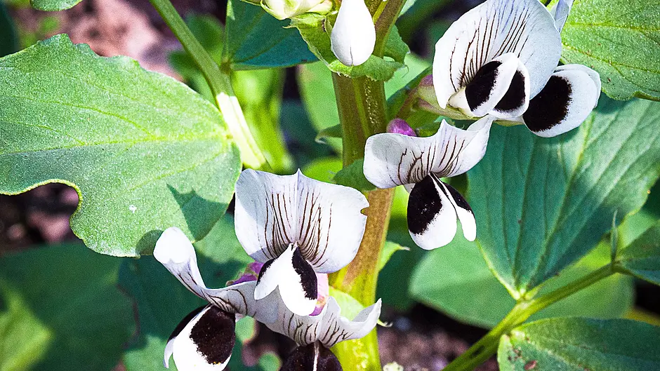 GARDENING: Choose right time to seize the day Image