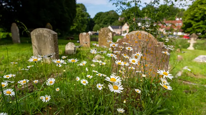Undertaker trimmed plot for family to grieve at graveside Image