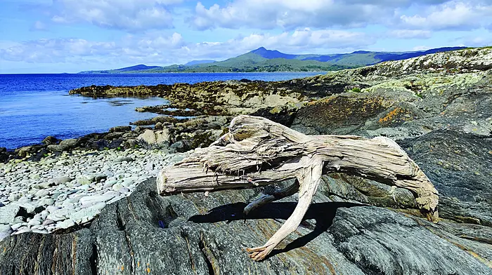 Reader’s Picture of the Week Image