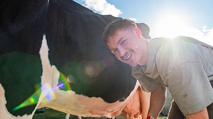 Preparing his Holstein cow for showing at the National Dairy Show in the blazing sunshine in Millstreet was Dermot Hegarty from Skibbereen.  (Photo: Andy Gibson)