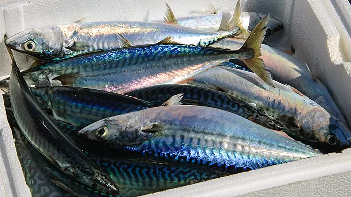 Local mackerel stocks ‘plundered’ by Norway, Dáil is told by FF TD Image