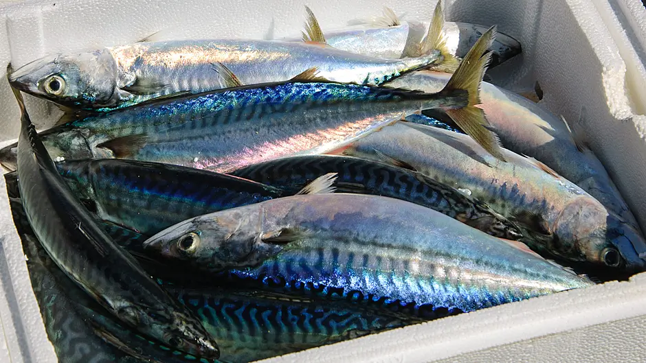 Local mackerel stocks ‘plundered’ by Norway, Dáil is told by FF TD Image