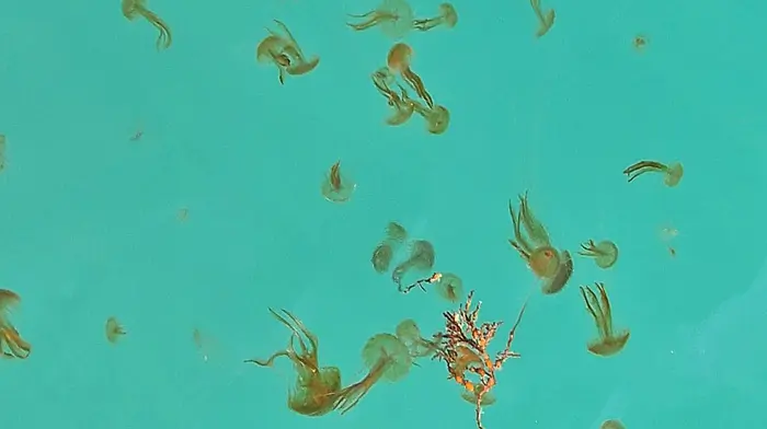 Jellyfish in the south harbour at Cape Clear this week.  (Photo: Garry Minihane)
