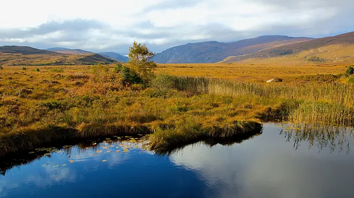 New Peatland Standard accelerates restoration and boosts Ireland’s climate resilience Image