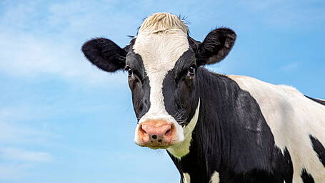 West Cork in grip of TB ‘epidemic’ Image