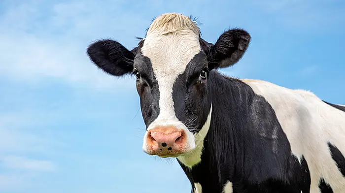 West Cork in grip of TB ‘epidemic’ Image