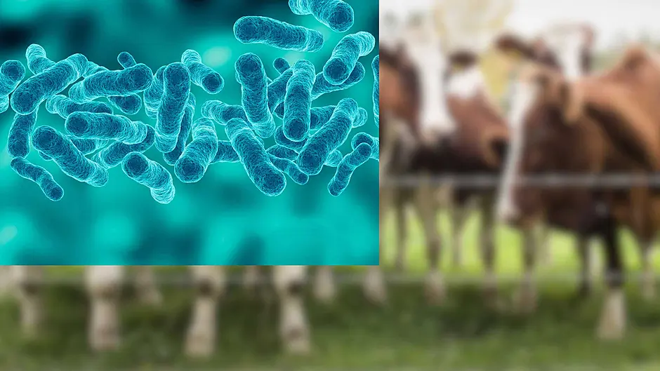 TB levels hit all-time high in West Cork Image