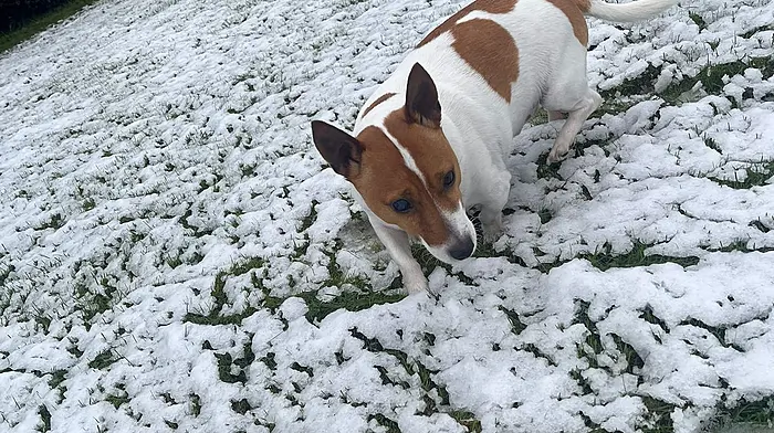 Sent in by Eileen O' Donovan, Clonakilty