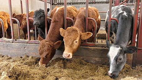 Kealy blasts coalition for rejecting beef pricing bill Image