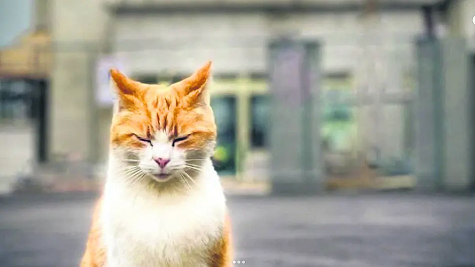 Beara retreat centre’s famous cat Roxy dies Image