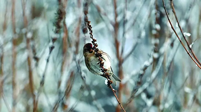 WILDLIFE: Strategies to survive our winter Image