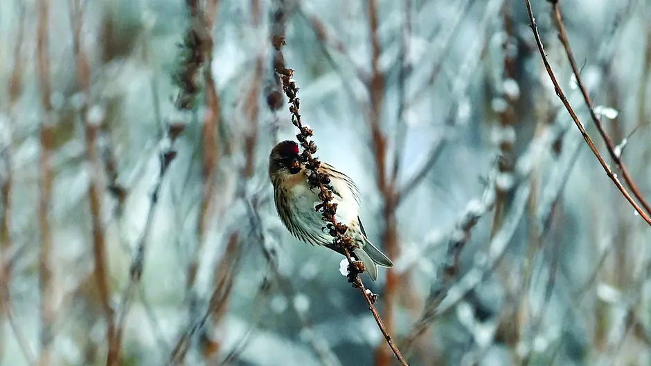 WILDLIFE: Strategies to survive our winter Image