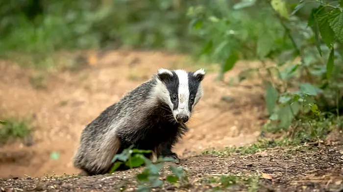 Researchers probe role of badger in TB spread Image