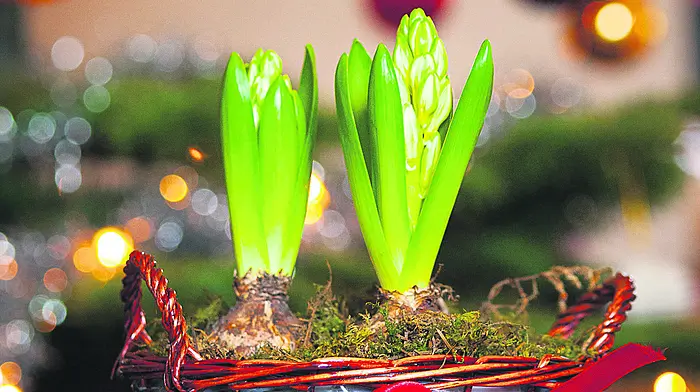 GARDENING: Bringing the garden indoors for Christmas Image