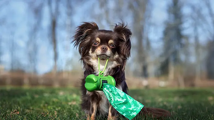 Dog poo in the ditches is irking Kinsale’s locals Image