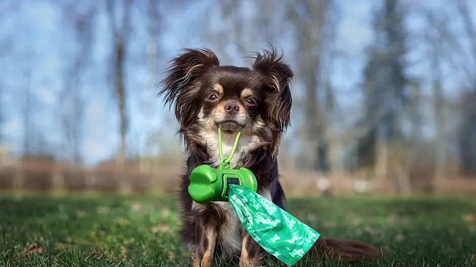 Dog poo in the ditches is irking Kinsale’s locals Image