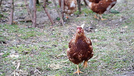 West Cork’s poultry producers are now on high alert after bird flu warning Image