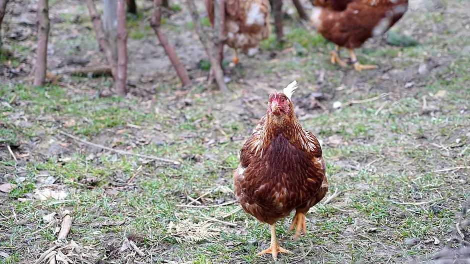 West Cork’s poultry producers are now on high alert after bird flu warning Image