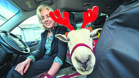 Nice to meet ewe: sheep makes hospital visits Image