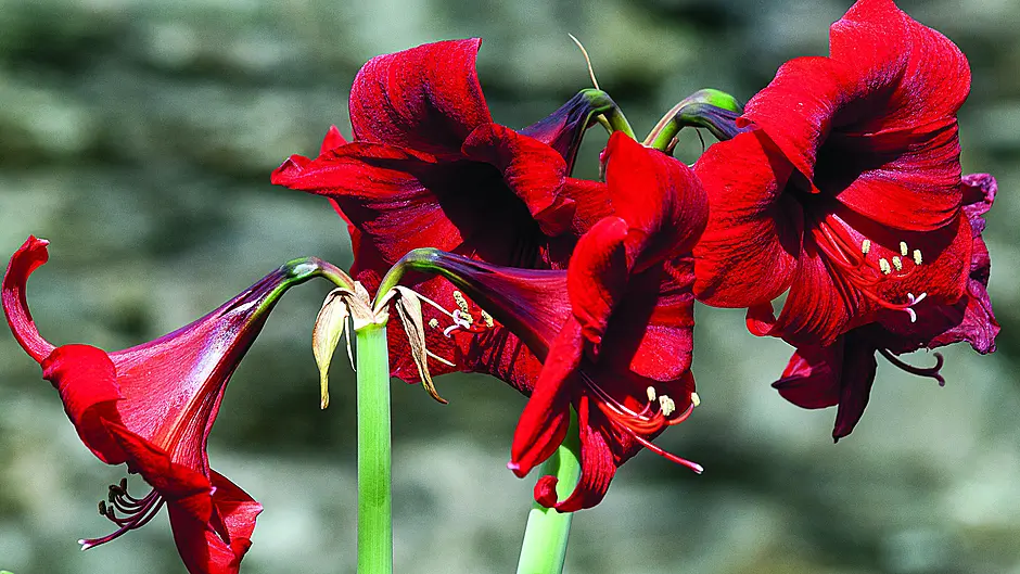 A time to step out and appreciate the garden Image