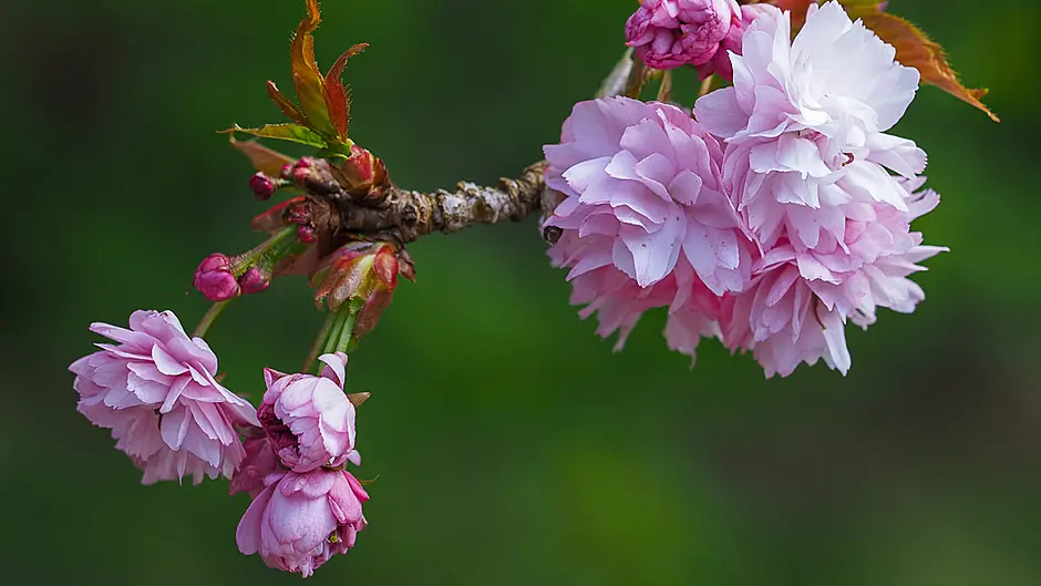 GARDENING: April: Don’t hold back on growing Image