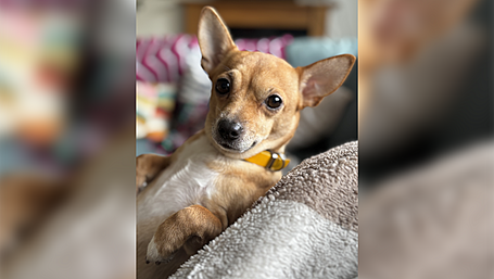 Parents ‘terrified’ to let children out after Glandore dog attack Image