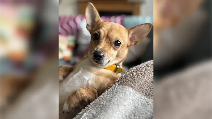 Parents ‘terrified’ to let children out after Glandore dog attack Image