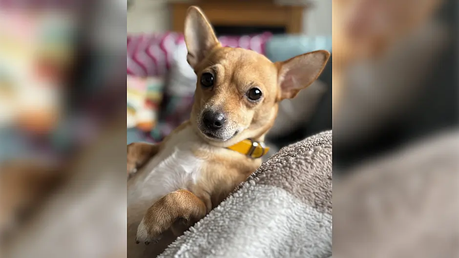 Parents ‘terrified’ to let children out after Glandore dog attack Image