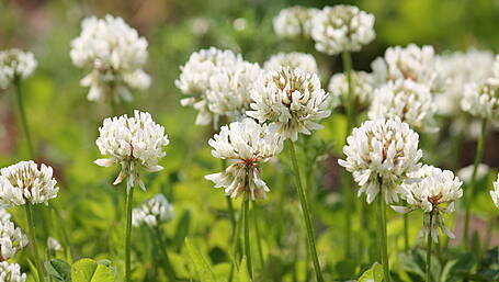 Clover leads to profitability on farms Image