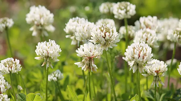 Clover leads to profitability on farms Image