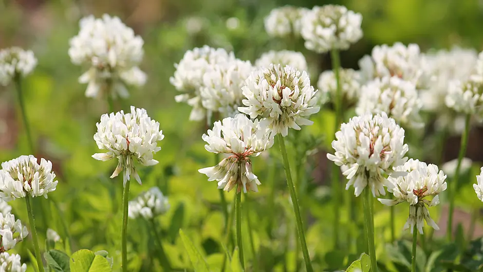 Clover leads to profitability on farms Image